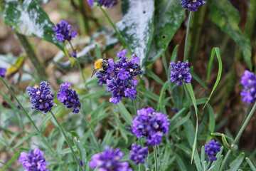 purple lavender plant in garden