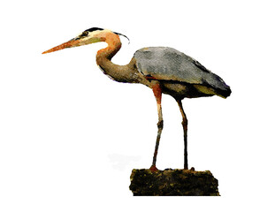 Great Blue Heron perched Watercolor