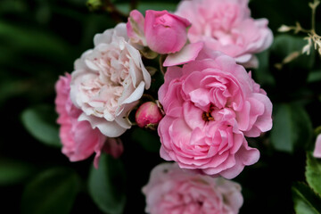 pink roses with dark green leaves in garden close up