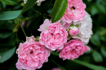 pink roses with dark green leaves in garden close up