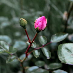 pink rosebud with dark green leaves in garden background