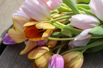 colorful tulips in spring pastel color background