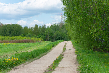 Fototapeta na wymiar Village country road near the forest in summer