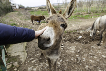 Donkey in stable