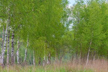 Panoramic view of the birch grove
