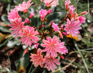 amazing pink flower in garden with green leaves