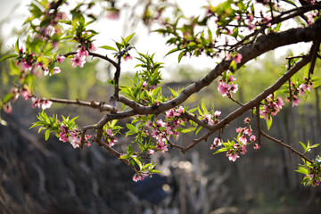 In spring, the peach trees in the peach garden are in full bloom