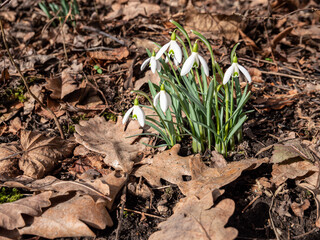 Schneeglöckchen im Frühling auf einer Wiese mit Laub	
