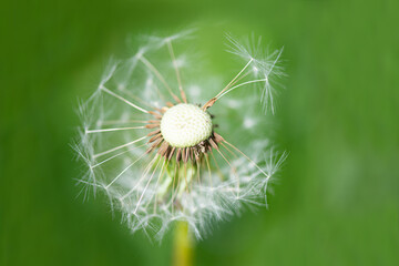 White dandelion on a background of green foliage. Close up