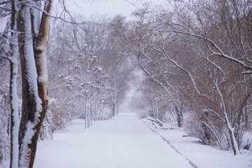 Snowy forest with snow falling in winter. Pure snowy forest nature. Winter foggy forest scene.