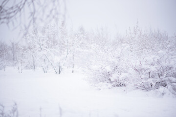 Snowy forest with snow falling in winter. Pure snowy forest nature. Winter foggy forest scene. Selective focus.
