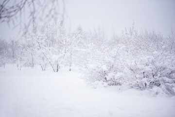 Fototapeta premium Misty landscape with snow covered forest. Winter forest covered by fresh snow during winter Christmas time. The winter scene with frosty trees, white snow foreground and foggy sky.