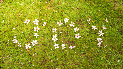Lettering with almond flowers word joy on green grass in spring. Conceptual photo background of happiness, arriving spring, warm weather and flowers in bloom