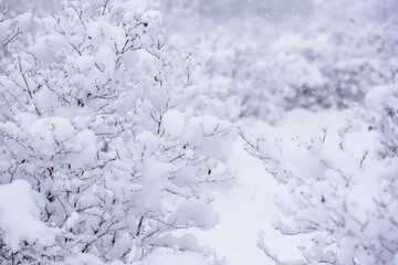 Misty landscape with snow covered forest. Winter forest covered by fresh snow during winter Christmas time. The winter scene with frosty trees, white snow foreground and foggy sky. Selective focus.