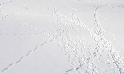 frozen lake covered with snow