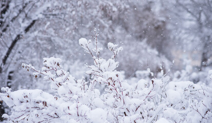 Snow covered trees and bushes in the winter forest. Background with snowy trees and heavy snowfall. Snowflakes on a background of a winter forest. Selective focus.