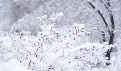 Snow covered trees and bushes in the winter forest. Background with snowy trees and heavy snowfall. Snowflakes on a background of a winter forest. Selective focus.