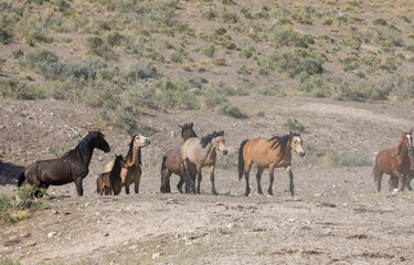 Naklejka na ściany i meble Wild Horses in spring in the Utah Desert