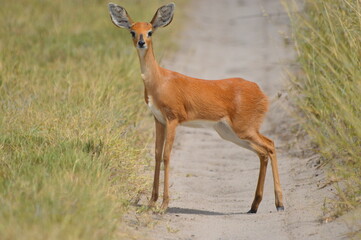 Deer, Botswana