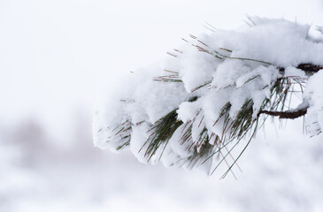 Winter snowy forest landscape. Background with snow fir branches on forest background.