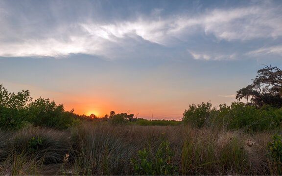 sunset behind trees with sawgrass and live oak with spanish moss in the foreground