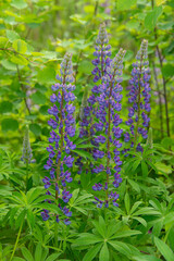 Purple lupines on a background of green plants in summer