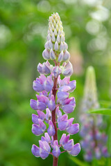 Purple lupines on a background of green plants in summer