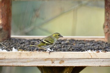 Portrait of bird pine siskin eating fruits and seeds on feeder rack in snowy winter 