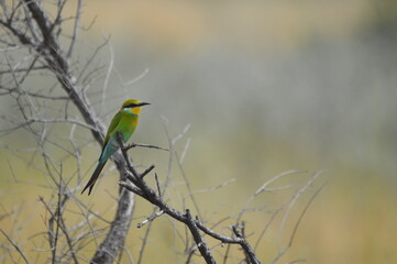 Bee-eater, Botswana
