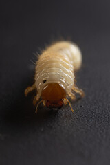 Melolontha melolontha
(white grub cockchafer) 