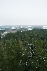 Top dron view from above of green pine forest. Scenic winter landscape. Cloudy day. Beautiful latvian nature.