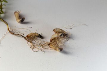 Melolontha melolontha (white grub cockchafer) around a plant root