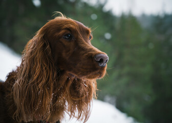 Portrait of a brown setter dog on the background of a blurry winter green forest. Cute pet.