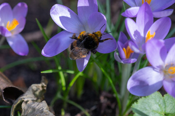 Hummel auf Blüte Makro