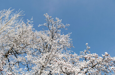 Frosty tree branches close up