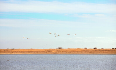 A flock of white swans takes off.