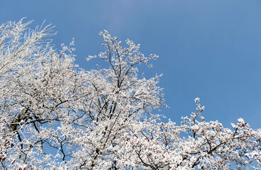 Frosty tree branches close up