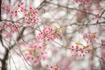 Fototapeta na wymiar Sakura in Thailand