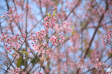 Sakura in Thailand