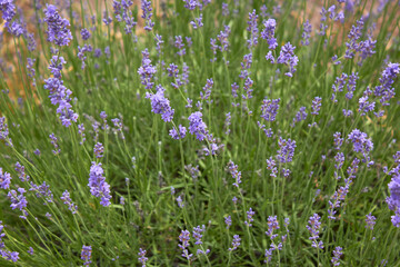 Blooming lavender in summer. Purple fragrant flowers on the field. Aromatherapy. Nature cosmetics.