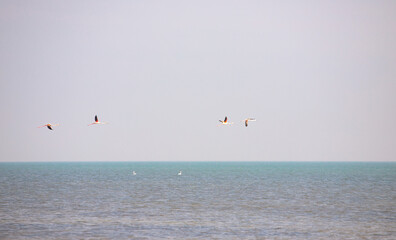 A flock of pink flamingos take off.