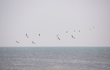 A flock of pink flamingos take off.