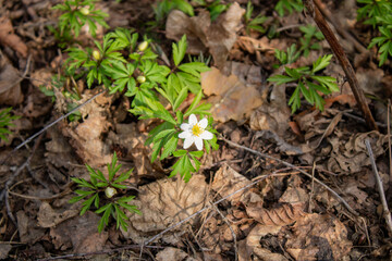 White anemone flower among the foliage. Spring Flower