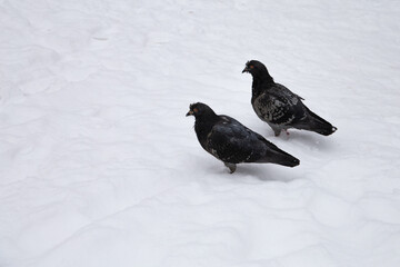 Two gray pigeons are walking in the snow. Looking for food.