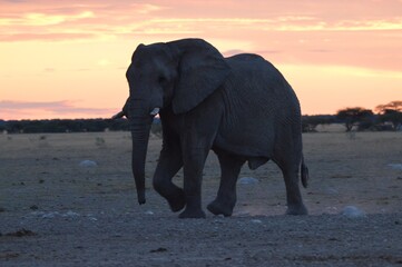 Fototapeta na wymiar Elephant sunset