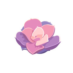 Purple Echeveria in Flat design style, vector oil painted Echeveria Pearl von Nurnberg on white isolated background, isolated Stone Rose, concept of House Plants, Succulents, Window Gardening.