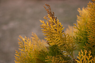 FIR
