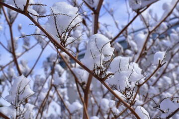 Highlander Sakhalin  in the snow