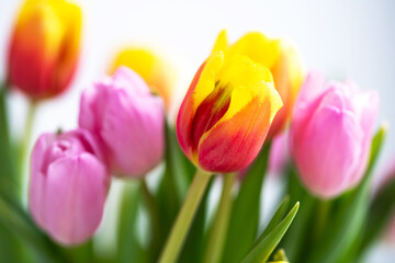 Obraz na płótnie Canvas a bouquet of colorful tulips on a light background close-up