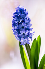 Obraz premium blooming purple hyacinth and green leaves on a light background close-up